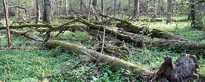 Rezerwat ścisły w Puszczy Białowieskiej